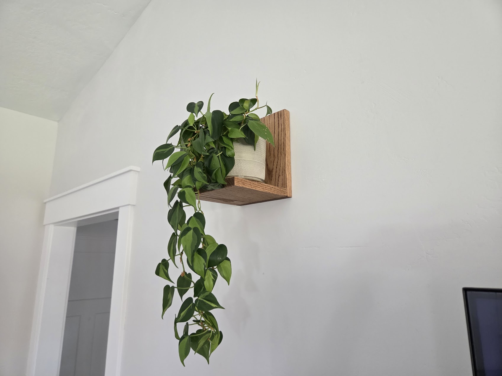 Plant holder for wall
